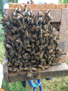 Massor av bin på en bikupa