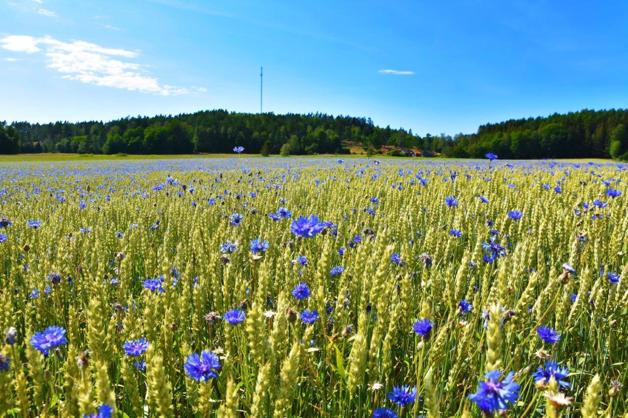 Blåklint på en stor äng i Kville