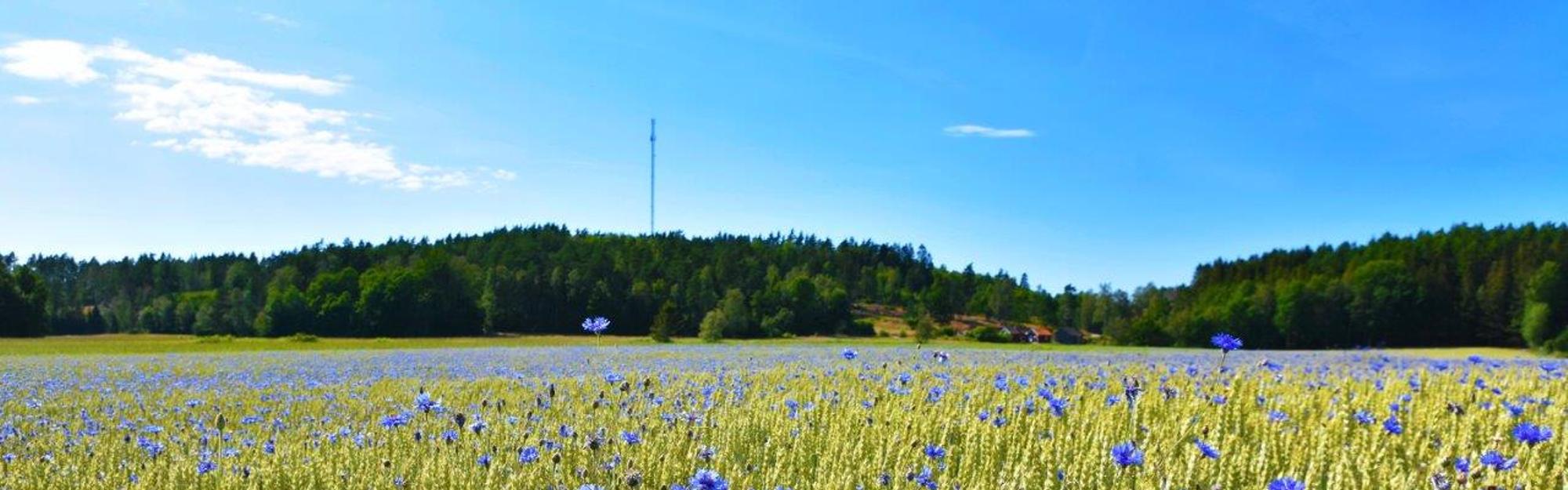 Tallskog på Stenehed gravfält.