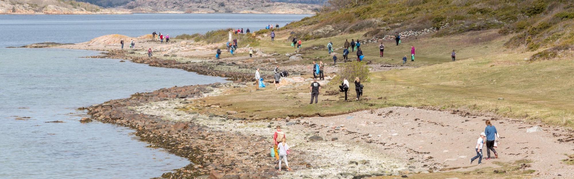 Gult rapsfält med skog och ängari bakgrunden.